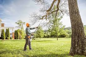 Best Commercial Tree Services  in Aromas, CA