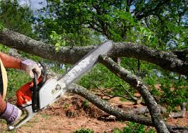 How Our Tree Care Process Works  in  Aromas, CA