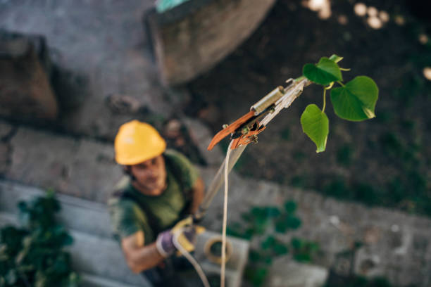 Best Root Management and Removal  in Aromas, CA