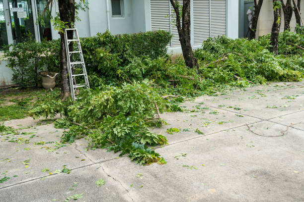 Best Lawn Drainage Solutions  in Aromas, CA