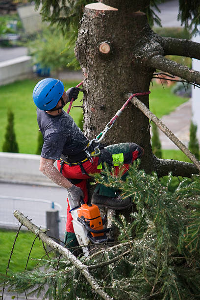 Best Utility Line Clearance  in Aromas, CA