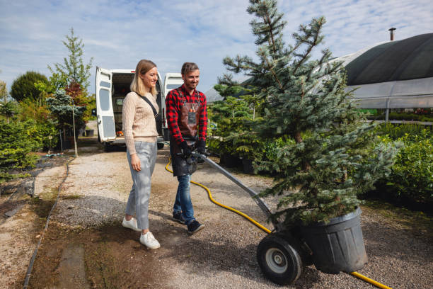 Best Leaf Removal  in Aromas, CA
