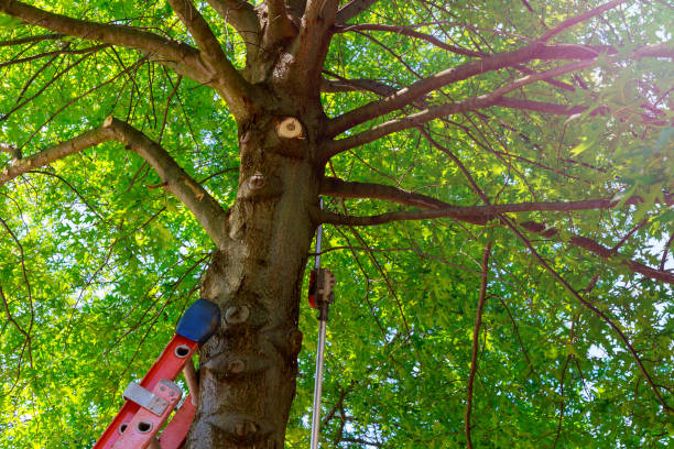 Best Storm Damage Tree Cleanup  in Aromas, CA